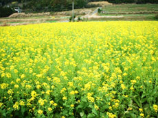 画像：菜の花畑