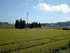 画像:茶畑