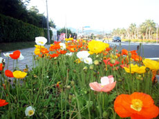 画像：色とりどりの花